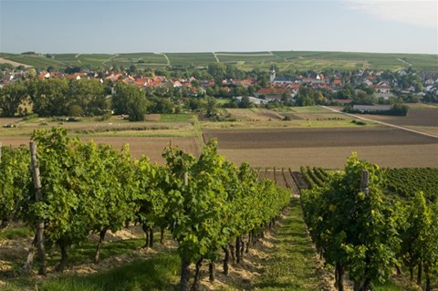 Weinanbau 03
